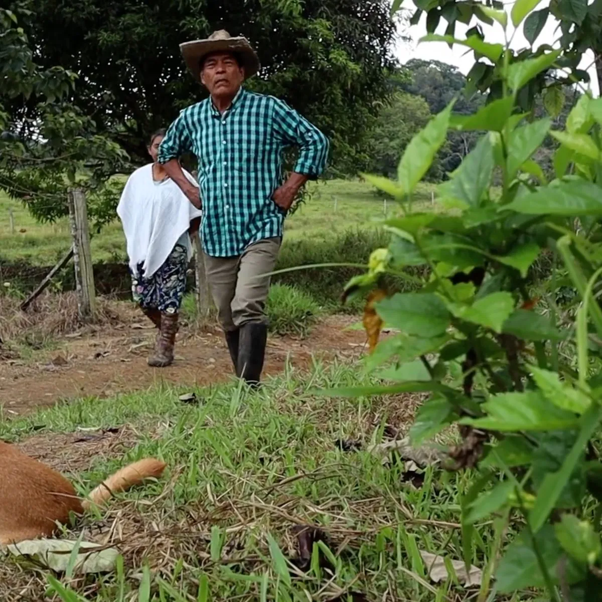 Le rêve amazonien : Vivre l&rsquo;écologie intégrale